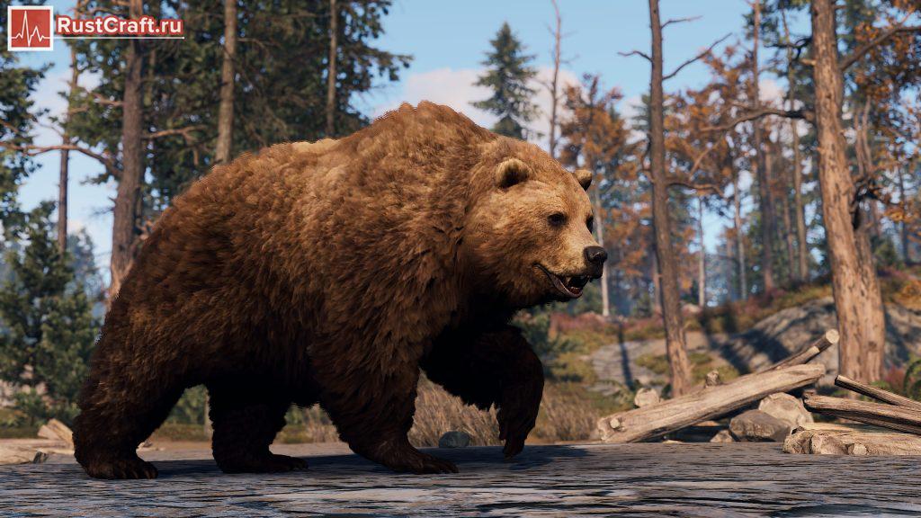 Обновлённый медведь в Rust