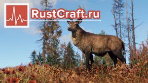 Обновлённый олень в Rust