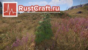 Куст конопли в Rust