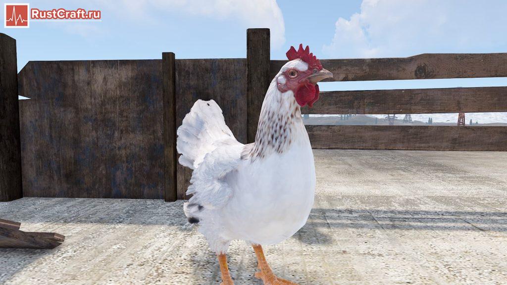 Курица в курятнике