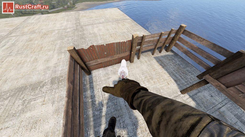 Поглаживание курицы